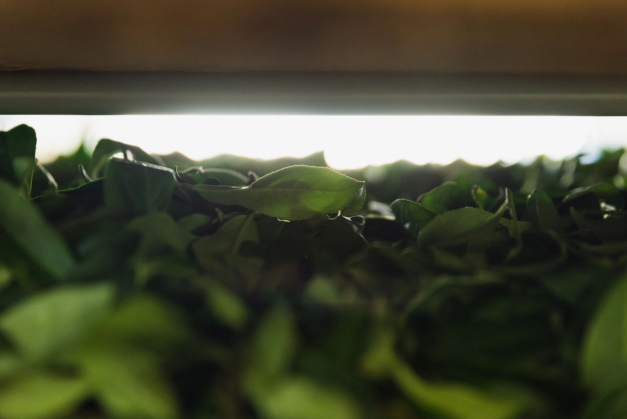 Close-up of premium tobacco leaves representing Dominican tobacco heritage